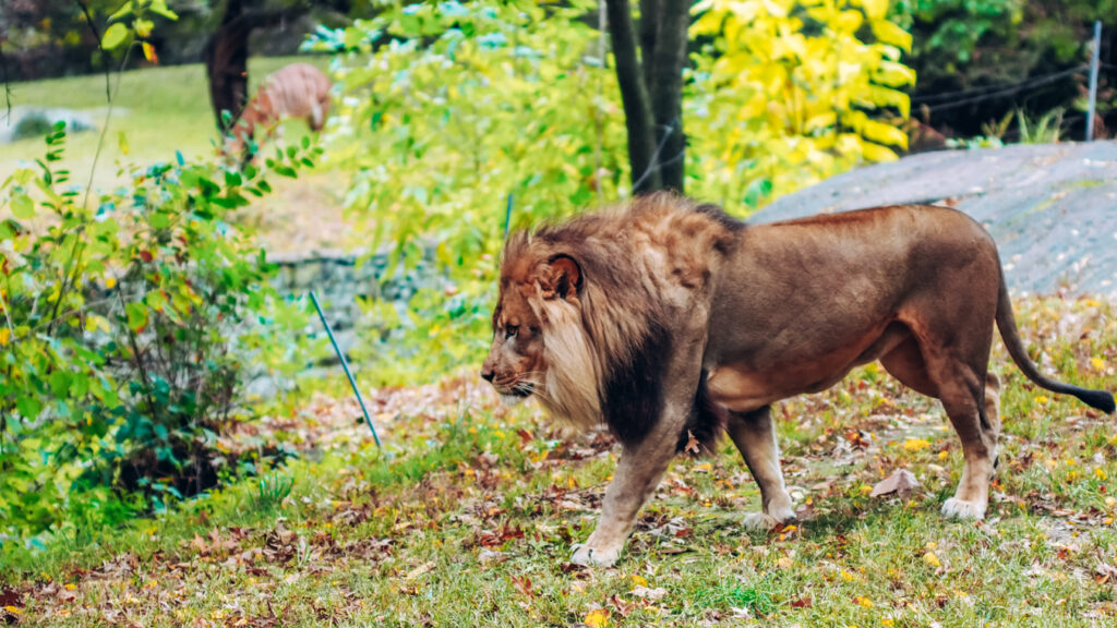 Lion in Bronx Zoo, one of the best zoos in New York City